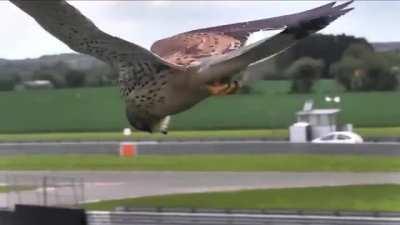 🔥 Beautiful Kestrel Hovers in Hunting Mode