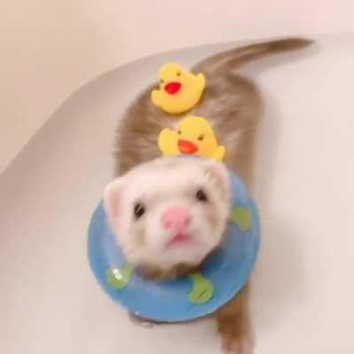 How to give ferrets a bath