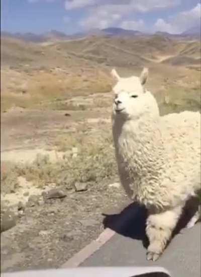 This chonk of an alpacca is coming to make your day !