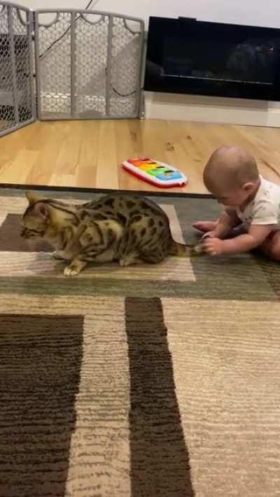 Ya’ll my cat ain’t normal 🤣🤣🤣🤦🏼‍♀️ No matter how many times I take the cat away from the baby’s play area... he keeps coming back. & no I do not let the baby do this all the time. *No cats were harmed in this video*