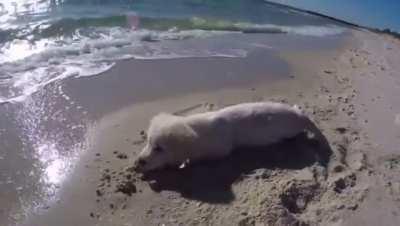 Cute puppy gets angry at the ocean for filling his hole with water