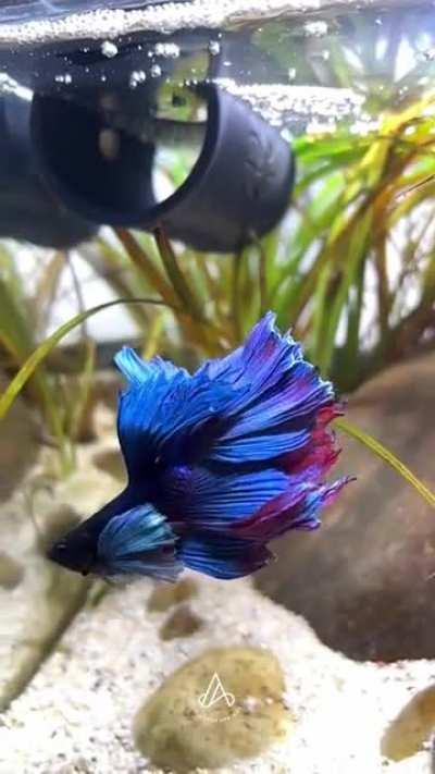 Stress relief and eye candy for you all! Feat. my betta River