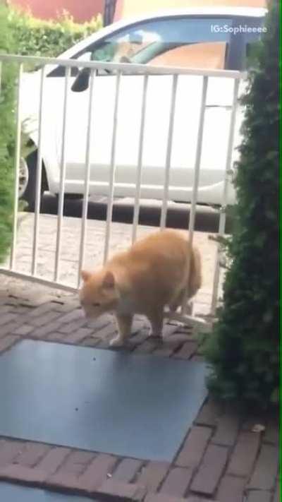 Absolute Unit of a cat gets stuck in gate