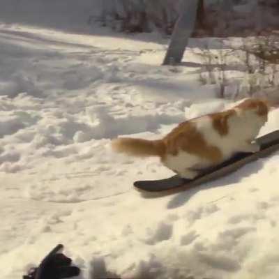 Kitty snowskating 😎😸