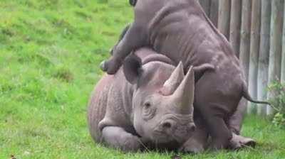 Baby rhino annoying it's mum