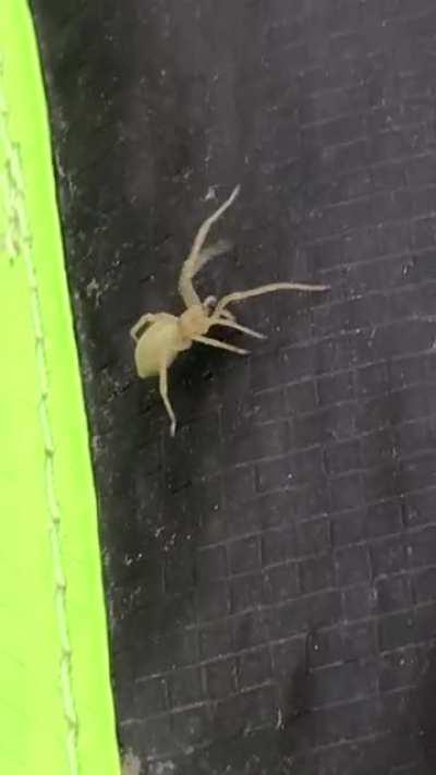 Just caught this spider pooping on camera.