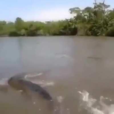 Fisherman caught an anaconda (probably brazil)