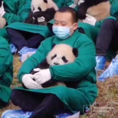 panda caretakers