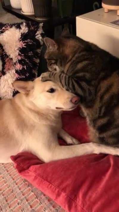 She always begs the cat for kisses until he gives in