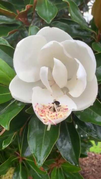 🔥 Bee having pollen bath.