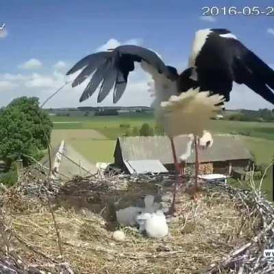 Storks and many birds apply the harshest survival of the fittest rules, often getting rid of the weakest chicks when there isn't enough food, sickness lingering around, and even control the population by tossing eggs. (Warning: video may cause upset as it