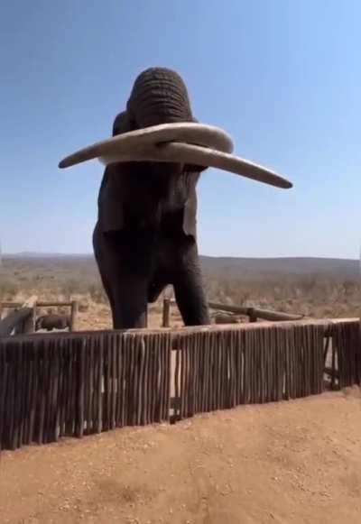 This is the biggest elephant I've seen in my life. Imagine drinking a bucket of water in only 4 seconds!