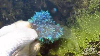 How this seaweed reacts to sunlight