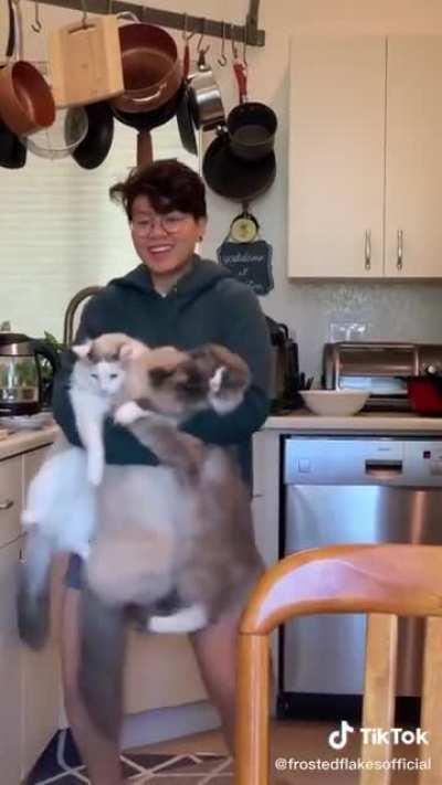 Three patient cattos vibin with their owner.