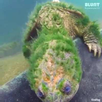 Meet this 90 year old turtle!⁠