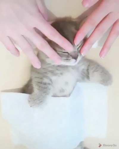 Kitten massage