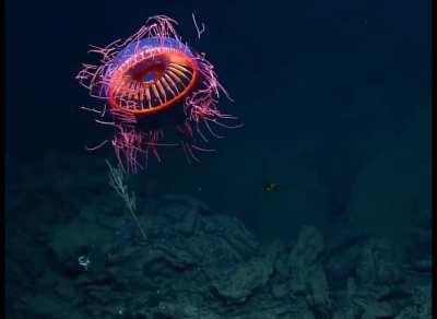 Deep sea jellyfish