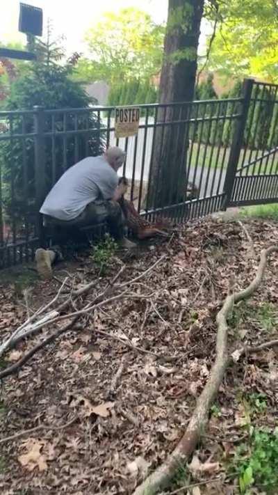 Vet saves a fawn, Memorial Day weekend appropriately