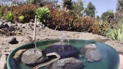 Community Water Fountain. All kinds of wildlife stop by to get water from Jennifer's makeshift fountain!