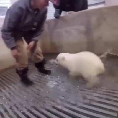 Derpy baby polar bear