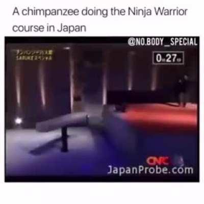 Smart chimpanzee doing the ninja warrior course in japan.