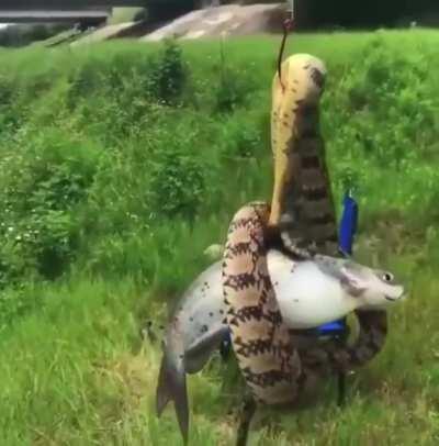 Guy catches a little more than he bargained for while fishing in Florida