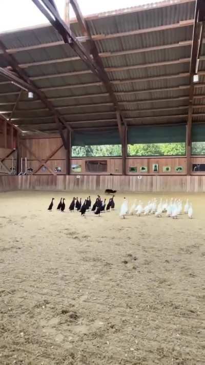 Border Collies segregate ducks by color