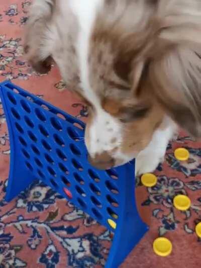 Dog that learned to play connect four. But didn't learn sportsmanship