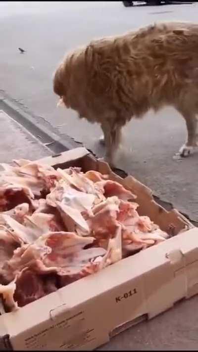 A butcher leaves leftovers out so the stray dogs can have some