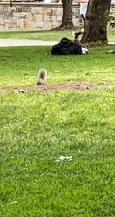 I spotted a squirrel having the time of its life