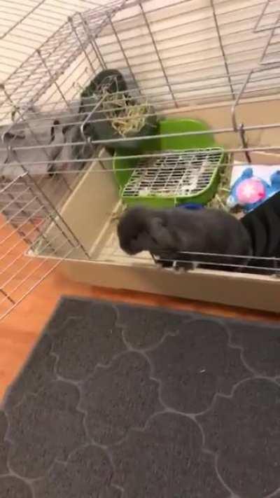 Sound on for a very proud bunny parent moment!