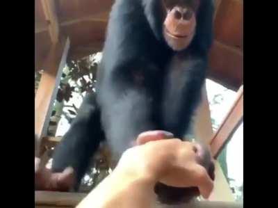 Showing how ridiculously strong chimps are.