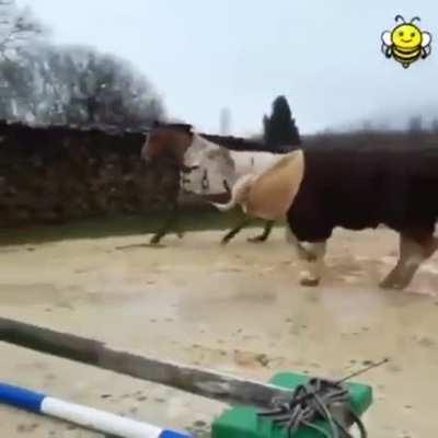 Cow thinks he's a showjumping horse