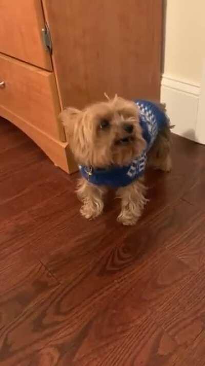 Pup isn't too happy about his sweater (sound on)