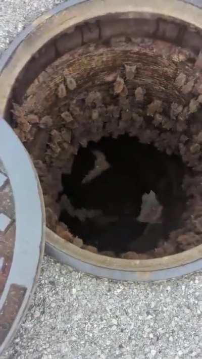 Woman lifts up sewer cap and discovers this