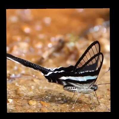 These are 100% real, actual butterflies. The green dragontail butterfly (Lamproptera meges) is one of the smallest species of swallowtail butterfly and one of the very few species with wing transparency.