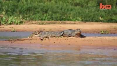 Jaguar ambushes water predator.... from the water