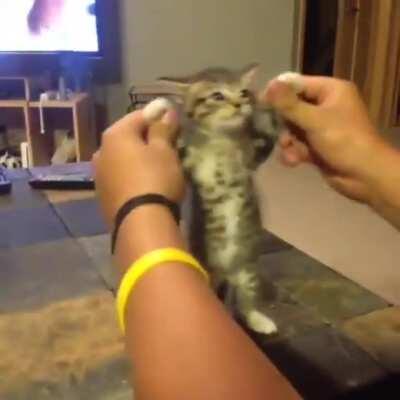 Play with the kitten