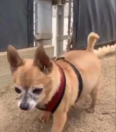 Chihuahua