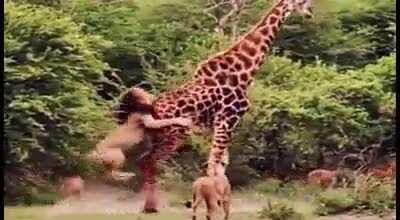 How this giraffe defended itself from a pride of lions