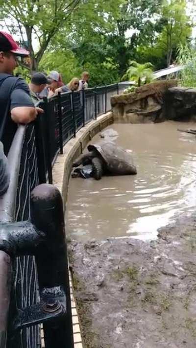 Galapagos tortoise love moans in front of a school field trip at the St. Louis Zoo. *OC*