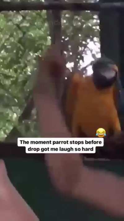 Parrot vibing 