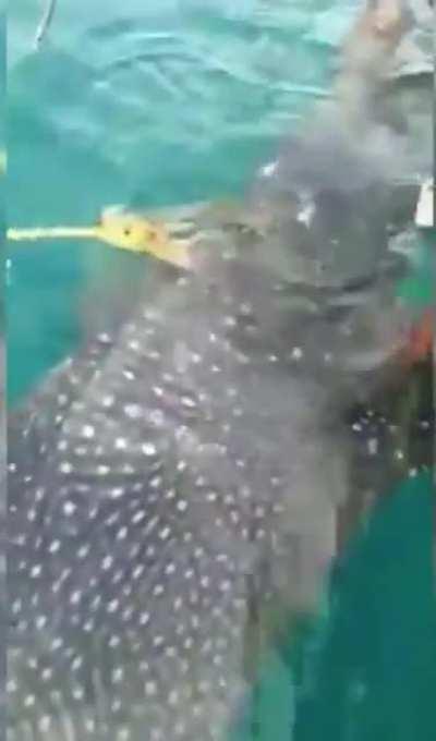 A whale swam to a tourist fishing boat for help