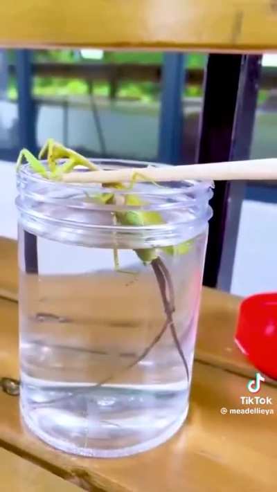 Lowering a Praying Mantis in water to entice the parasites living within.