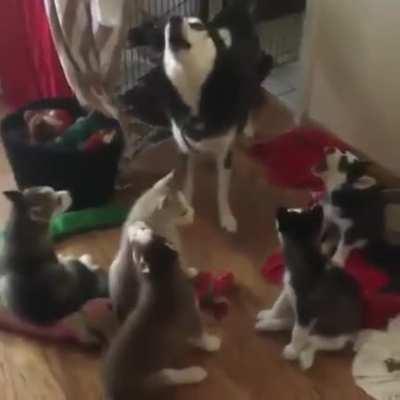 Mummy dog teaches her kids how to make music