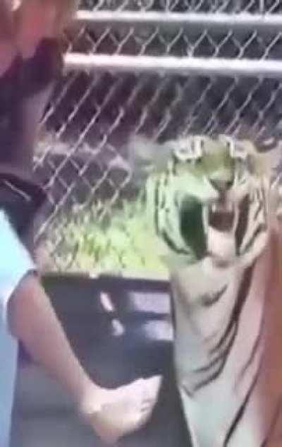 The reaction of the tiger says it all!