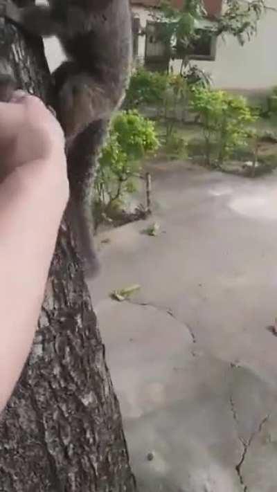 Baby monkey returned to its mother