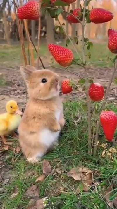 Just a bunny eating strawberry 🍓!!!