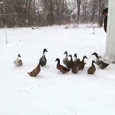 To release geese