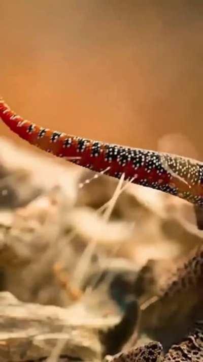 🔥 A gecko defending itself.